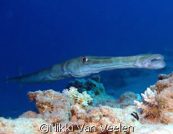 Trumpetfish taken at Sharksbay with E300. by Nikki Van Veelen 